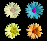 Coloured flowers